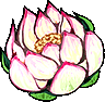 Image:Lotus Flower.png