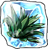 Image:Agave.png