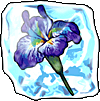 Image:Blue Orchid.png