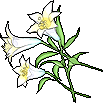 Image:White Lily Bouquet.png