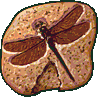 Image:Dragonfly Fossil.png
