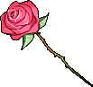 A Stem of Rose 250