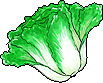 Image:TO Organic Cabbage.png
